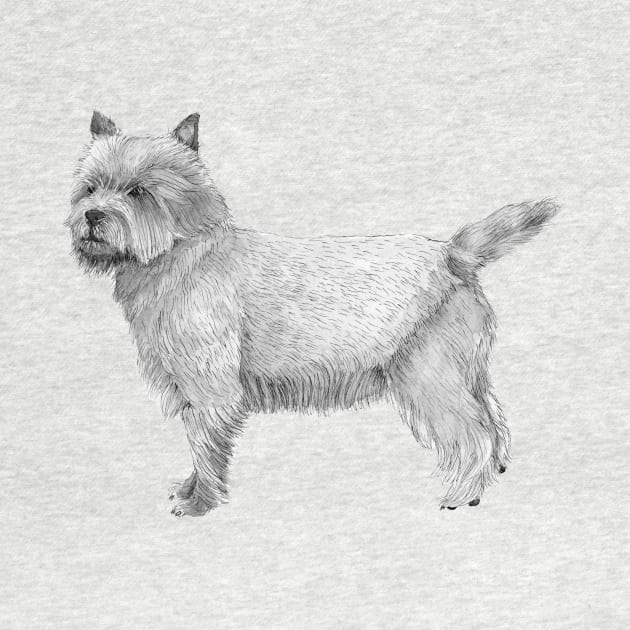 Cairn terrier by doggyshop